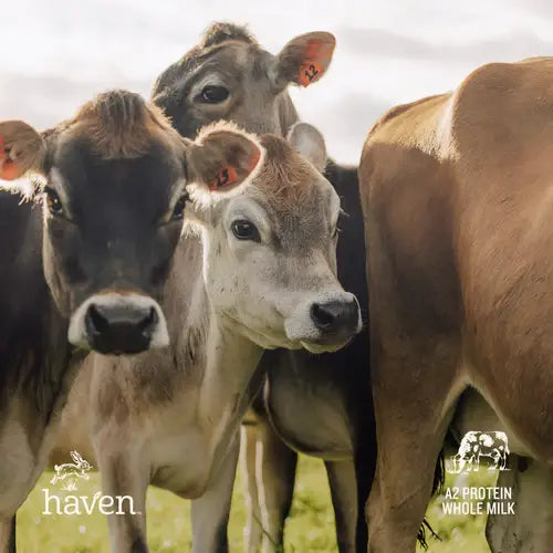 Haven A2 Cow Toddler Formula | New Zealand non GMO milk